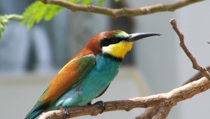 Merops-apiaster
