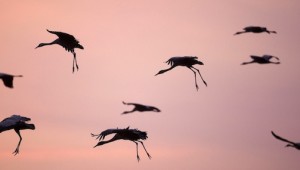 Migratory Birds Fly Over Lake Hula In Israel