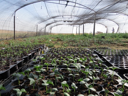 wadi-attir-saplings-Yoav
