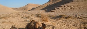 desert1