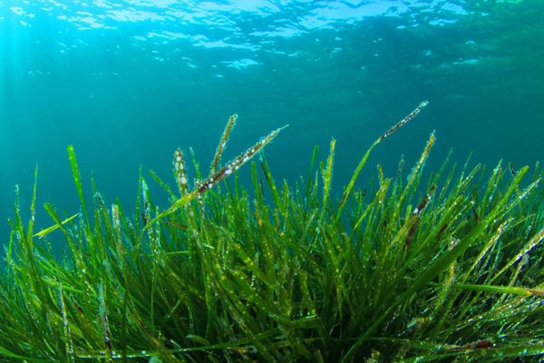 L'alga spirulina