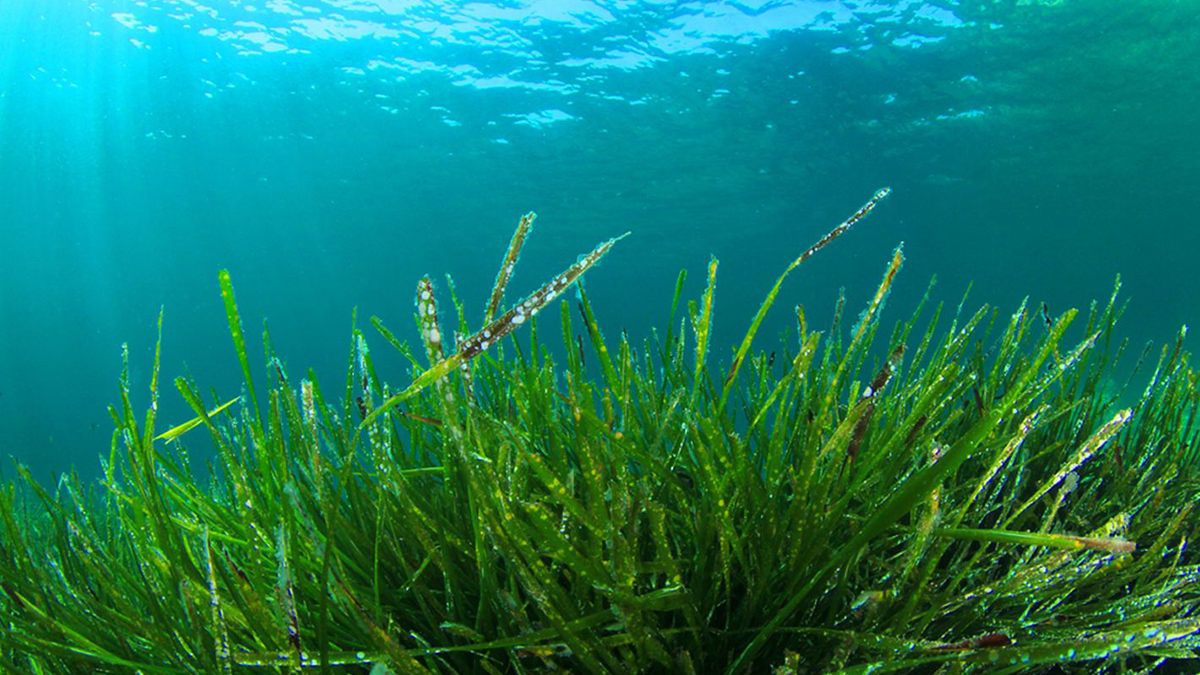 L'alga spirulina