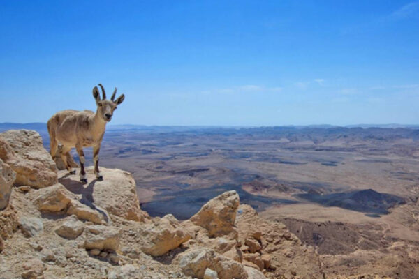 Nahal hashoalim nel Negev, per cui è stato lanciato un bando di costruzione di due complessi turistici