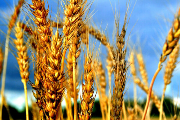 Shavuot è la festa in cui si finisce il conteggio dell'Omer