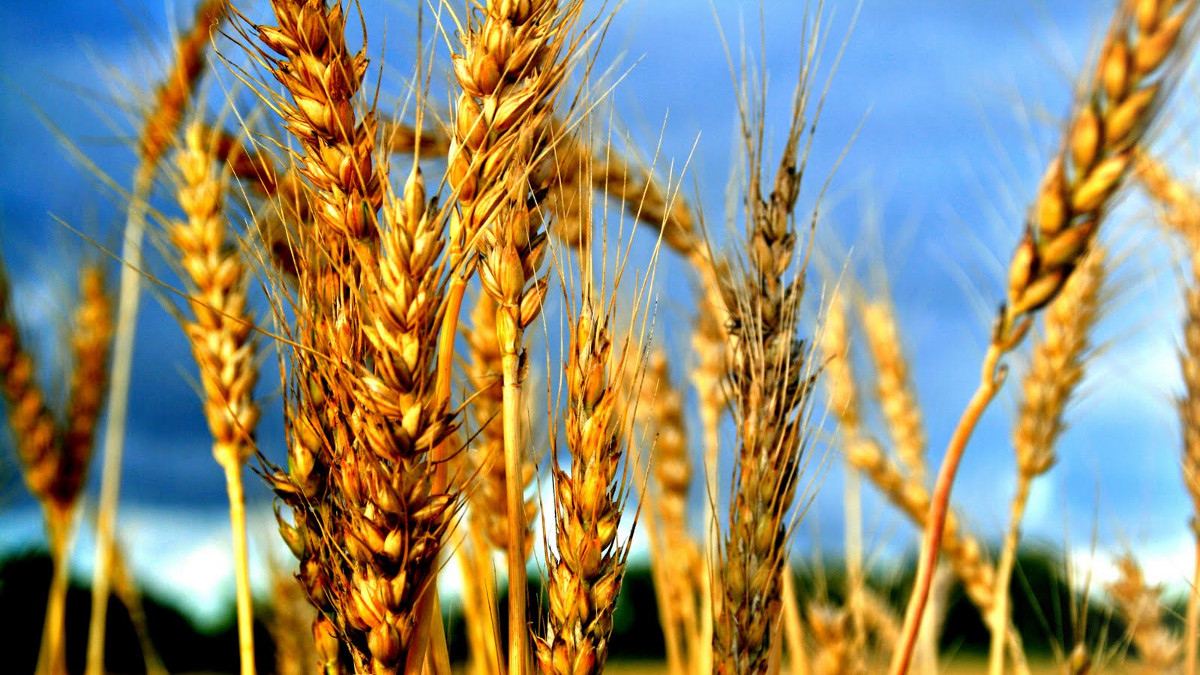 Shavuot è la festa in cui si finisce il conteggio dell'Omer