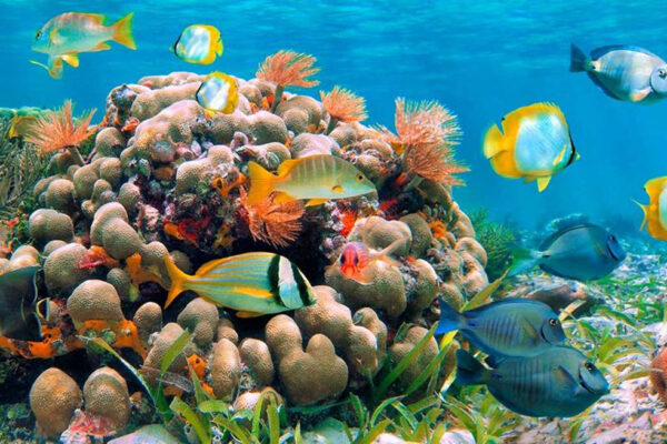 La barriera corallina nel Mar Rosso