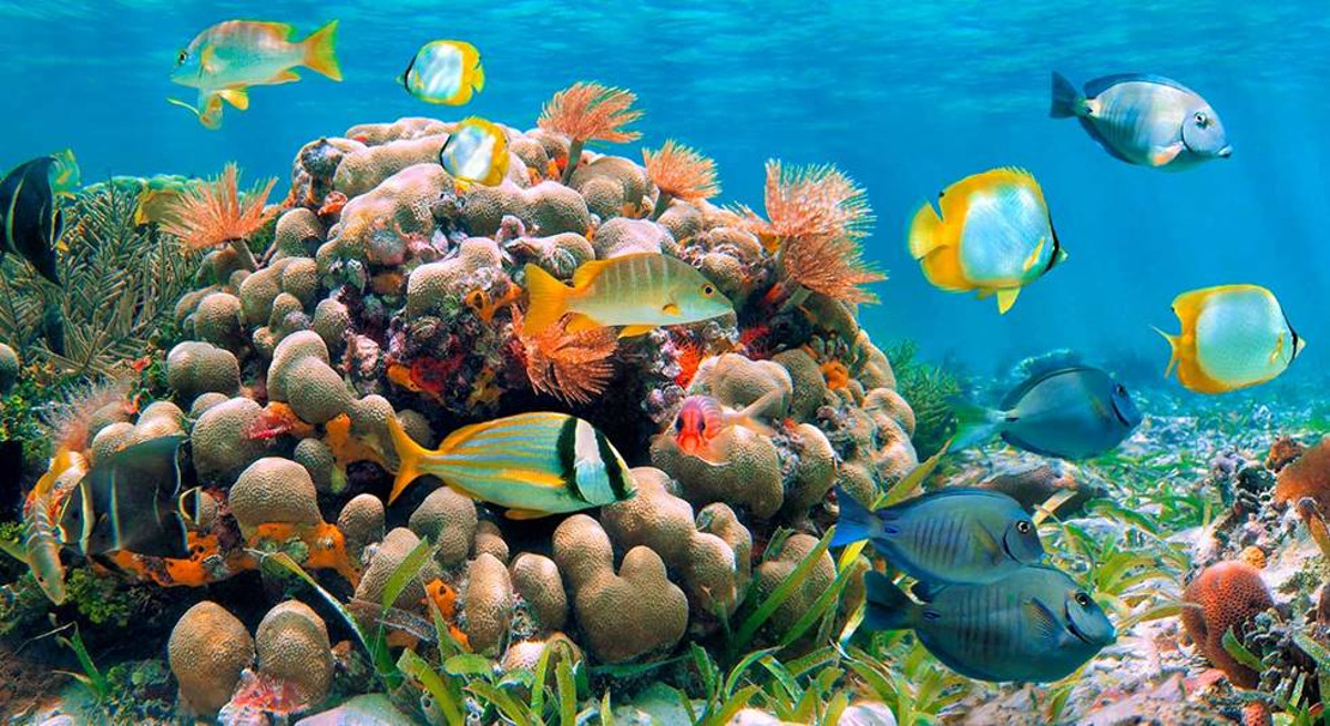 La barriera corallina nel Mar Rosso
