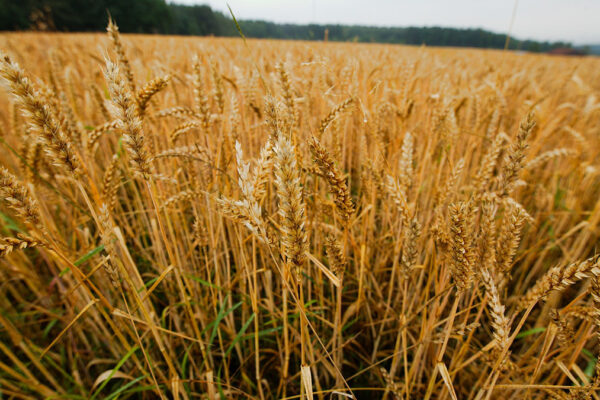 campo di grano