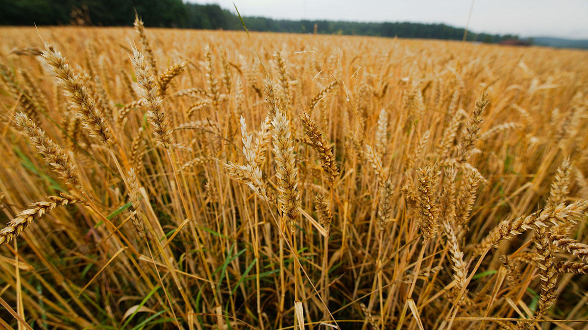 campo di grano