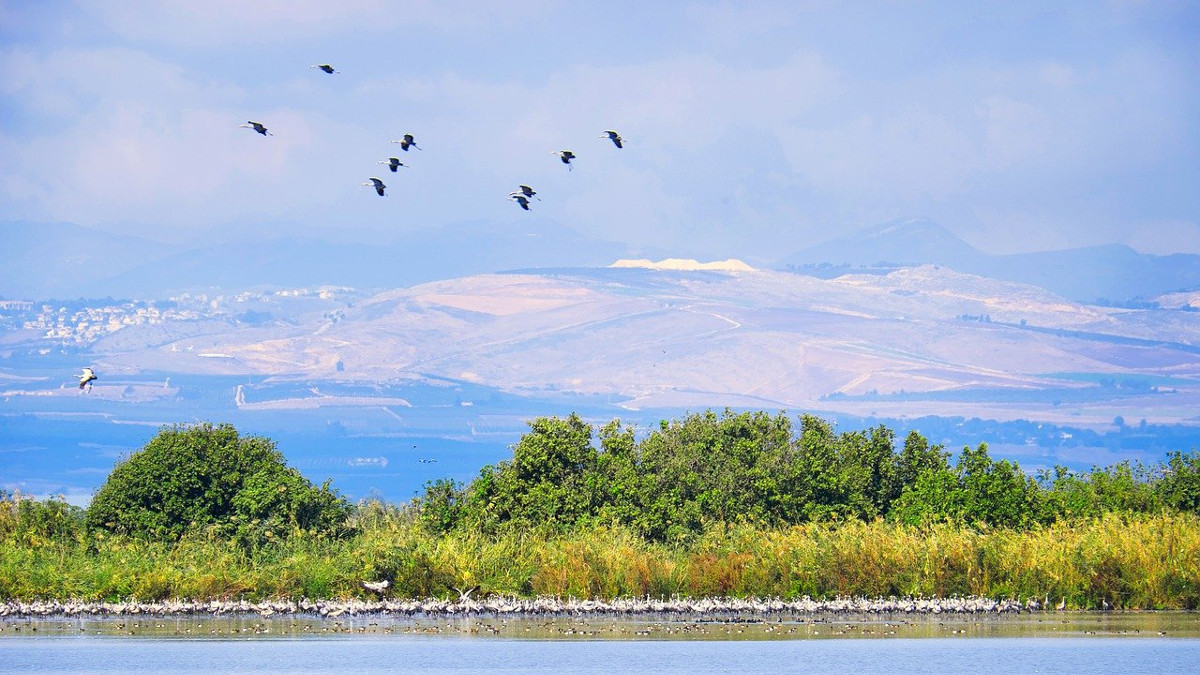 gru sul lago di Hula (Pixabay)