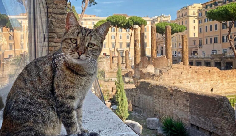 Lo sapevate che...? Non c'è trippa per gatti - Mosaico