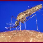 Anopheles_gambiae_mosquito Zanzara Malaria_Israele